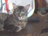 Punkin