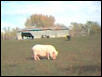 little pig, big world!