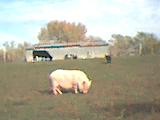 little pig, big world!