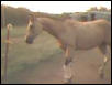 Tomahawk impersonating a dressage warmblood