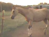 Tomahawk impersonating a dressage warmblood