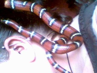 Milksnake