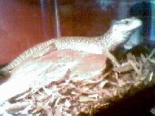 Savannah