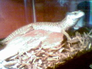 Savannah
