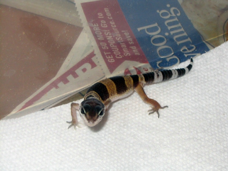 Hatchling 2