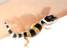New Hatchling 1