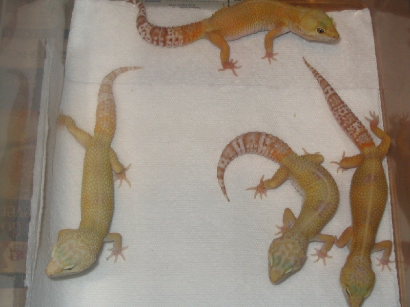 Breeding Group 1