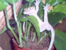 acrobatic Gecko