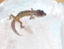 new gecko1
