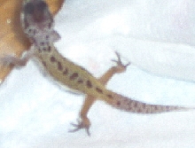 new gecko2