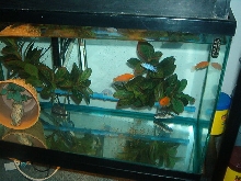 my Baby Zebra Ciclids