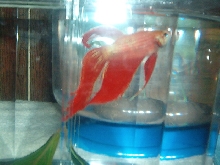 Betta