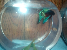 my Betta
