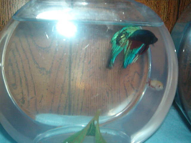 my Betta