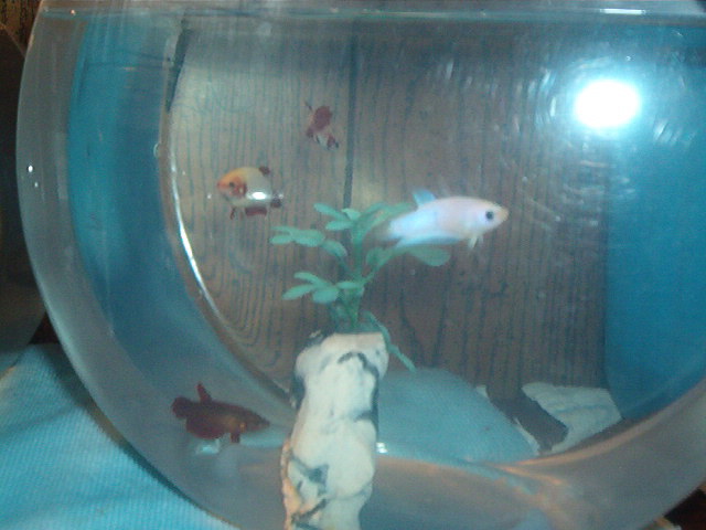 my Female Betta's