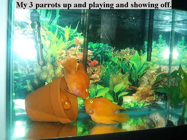 my Parrot Fishes