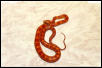 Red Hypo