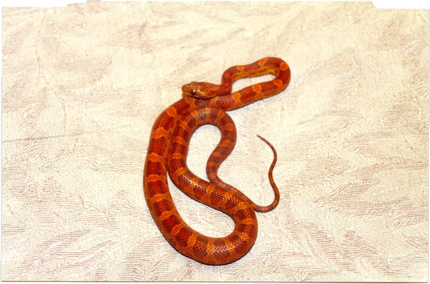 Red Hypo