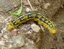 Caterpillar???