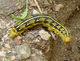Caterpillar???