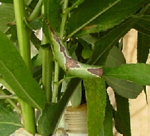 unknown caterpillar?