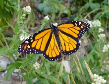 newly emerged monarch
