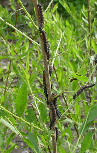 mourning cloak caterpillars