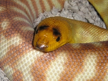 female woma