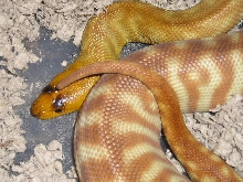 female woma