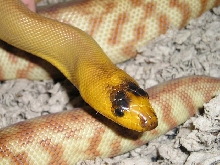 female woma 2