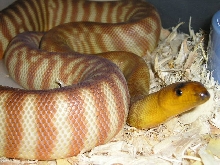 another shot of my favorite woma