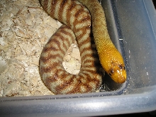 male woma