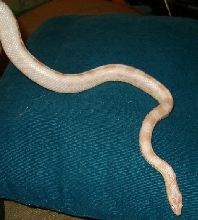SunnyBuck Snowflake
