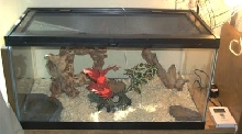 Snowflake's New Set-up