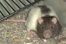 Here's my Ratty-tatty
