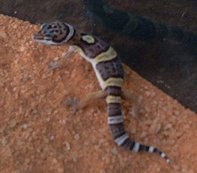 gecko