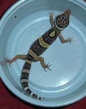 gecko
