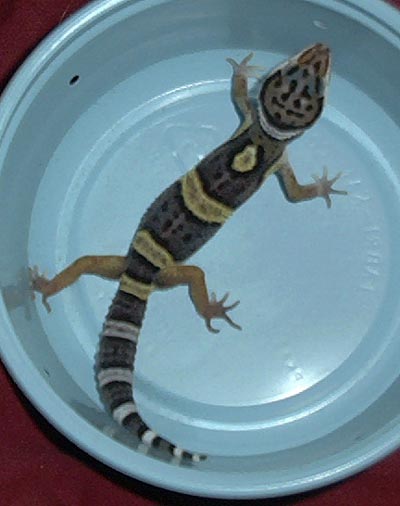 gecko