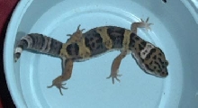 gecko