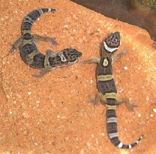 geckos 1