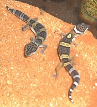 geckos