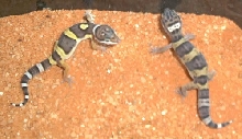 My new hatchlings :) 1/8/2005