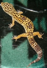 Gollum 04-03-07