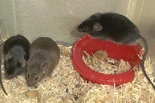 Feeder/breeders