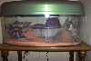 New Cage