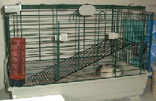 The Rat isn't food :)
