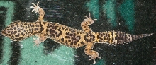Smegal 04-03-07