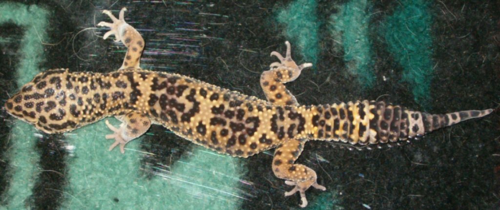 Smegal 04-03-07