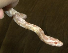 Snowflake - showing her yellows
