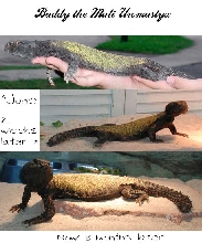 Buddy 3